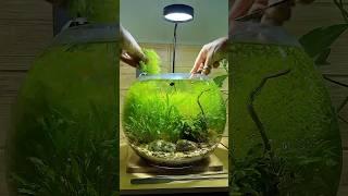 Keeping up with my low-tech nano bowl means trimming Hemianthus pearl weed often—it grows fast! 