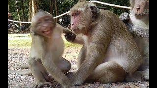 Small spoil monkey sweetpea really need milk from mom monkey popeye