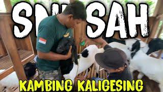 AKHIRNYA ‼️ SEGERA DI SAH KAN SNI KAMBING KALIGESING