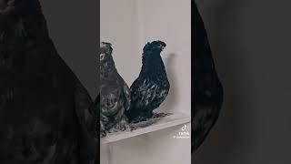 #uzbekistan #russia #qirgʻiziston #tauben #pigeon #tauben #golubi #kaptantsubasa #kabootar #reels