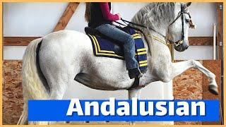 About the Andalusian: The Horse of Royalty | DiscoverTheHorse