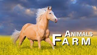 Farm Animals in 4K! Captivating Animal Video and Nature Sounds