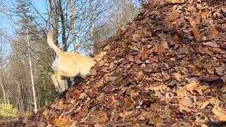 Stella and Mabel's Best Leaf Jumps of 2022