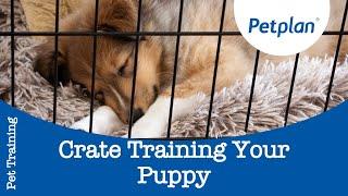 How To Crate Train A Puppy - Petplan