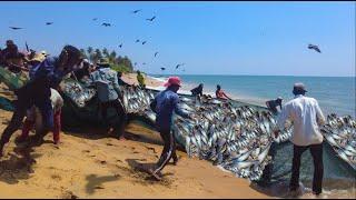 Two Ton fish catch by Sri lankan fishermen