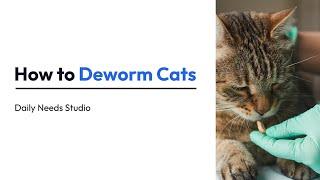 How to Deworm Cats | Daily Needs Studio