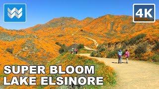 [4K] SUPER BLOOM Poppy Fields in Walker Canyon, Lake Elsinore California - Virtual Walk Tour