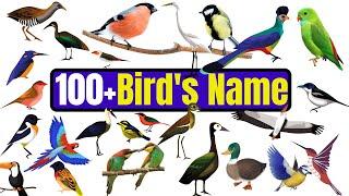 All 100 Birds Name in hindi and English with pictures | list of birds name Hindi and English