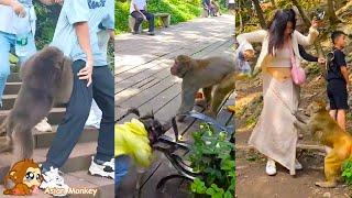 Warning! Stay away from wild monkeys because they are dangerous, they will harm you.