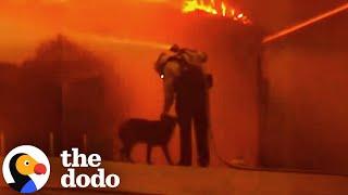 Dog Lost In The LA Fires Brings Community Together | The Dodo