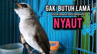 trucukan gacor ROPEL PANJANG pancingan trucukan agar bunyi JADIKAN burung trucuk gacor NYAUT