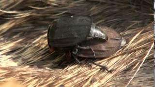 carrion beetles mating