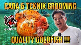 CARA DAN TEKNIK GROOMING IKAN KOKI ALA QUALITY GOLDFISH ‼️