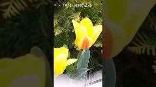 ️Не забывай - Ещё не пели Соловьи...