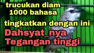 cara nyeting trucukan yang diam 1000 bahasa//kurang birahi//stres//kurang aktif//