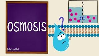 Osmosis | Osmolarity | Osmotic Equilibrium | Transport Across the Cell Membrane | Cell Physiology