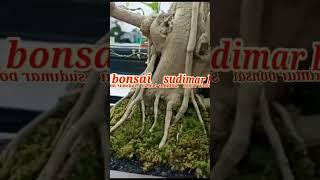 Bonsai Legundi Juara