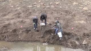 Augering and cottonwood/willow pole planting at mine reclamation. Time-lapse.