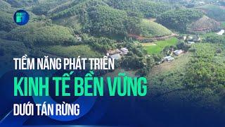 Tiềm năng phát triển kinh tế bền vững dưới tán rừng | VTC1