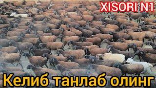 ️99-718-35-87 СУРХОН ХИСОРИ КУЙЛАР МАКОНИГА ХУШ КЕЛИНГ