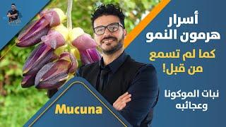 الفاصوليا المخملية /زيادة هرمون النمو واكسر الشباب والطاقة الطبيعى/ موكونا