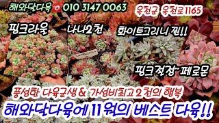 해와달다육에 착한국민다육2천!! 풍성한군생들 라울 꽃피는염자 화이트그리니등 다수품종가장예쁜다육