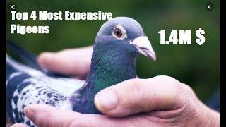 Top 4 Most Expensive Pigeons Of All Time