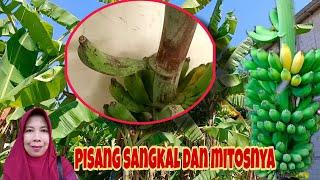 MISTERI PISANG SANGKAL