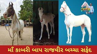 Born Colt sired by Rajveer Grand sired by Raviraj at Karan Asav Farm Kungher  Mitul Patel 9824231927