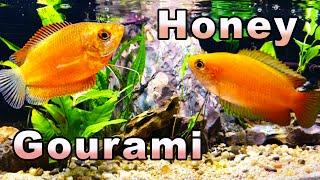 The Sweetest Gourami You Will Meet: Honey Gourami Care and Breeding