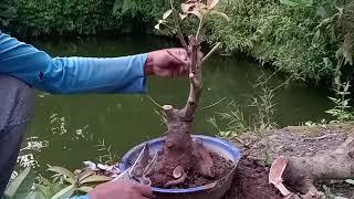 MEROGRAM GERAK DASAR BAHAN BONSAI PICUS HASIL DONGKELAN !! BONSAI ALAM PAKIDULAN