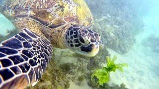 Unawatuna Sri Lanka - Snorkelling with turtles at Dalawella beach 