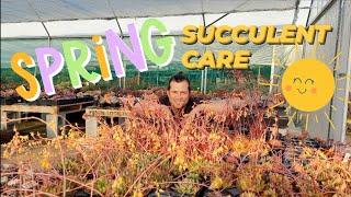 SPRING SUCCULENT CARE TIPS 