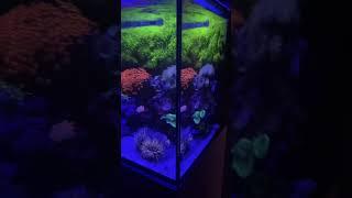 Full Blue Red Sea Max Nano 