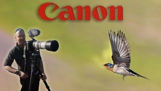 Canon #1DX II & EF 100-400mm II - #Bird #Photography & Videography