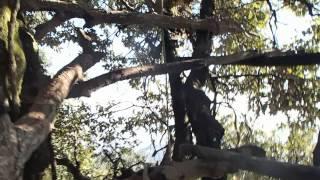 Jakob's tree house, Mcleodganj