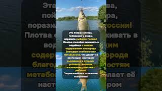 Трофей скалистых берегов: Плотва-Выживальщица!  #историяизжизни #рыбалка #рекорд
