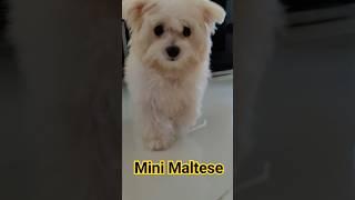 Cute Mini Maltese #puppy