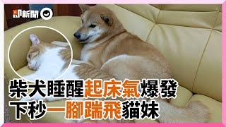 柴犬睡醒見橘貓妹妹躺身旁！起床氣爆發一腳踹飛牠｜寵物動物｜搞笑｜傻眼貓咪｜萌寵