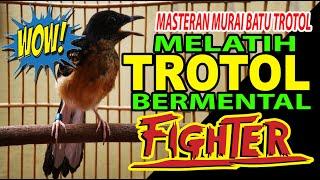 MASTERAN MURAI BATU EDAN-VOLUME 2..MENJADIKAN TROTOL  BERMENTAL TEMPUR | masteran murai batu terbaik