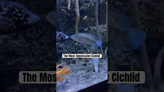 THE MOST AGGRESSIVE CICHLID IN THE WORLD