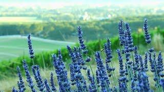 In Bloom: The Vibrant Life of a Lavender Farm