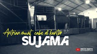 Antrian Truk SUJAMA yang akan muat cabe di bawa ke sumatra. #sujama