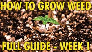 100% Germination with Seeds - Cannabis Grow Guide Week 1