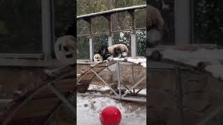 粉丝专属:拱桥欢乐抓耳朵！萌兰 #大熊猫 #funny panda video