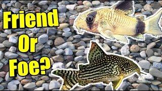 The TRUTH About Keeping CORYDORAS ON GRAVEL