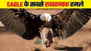 ईगल इतने खतरनाक क्यों होते है | Most Dangerous Eagle Attacks Caught on Camera