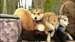 A flock of huskies tracked a huge beast | First -person bear hunting