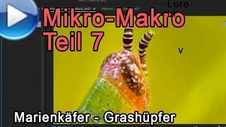 Mikro-Makro, Teil 7: Marienkäfer und Grashüpfer!