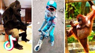 Funniest Monkeys Videos on TikTok  Part 2  | It Will Make you Laugh Again 